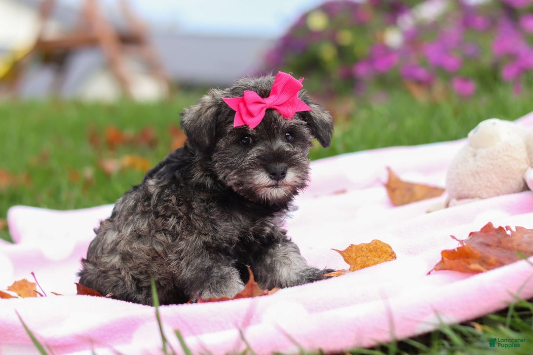 Miniature Schnauzer dogs for sale: Charity - Ad 6