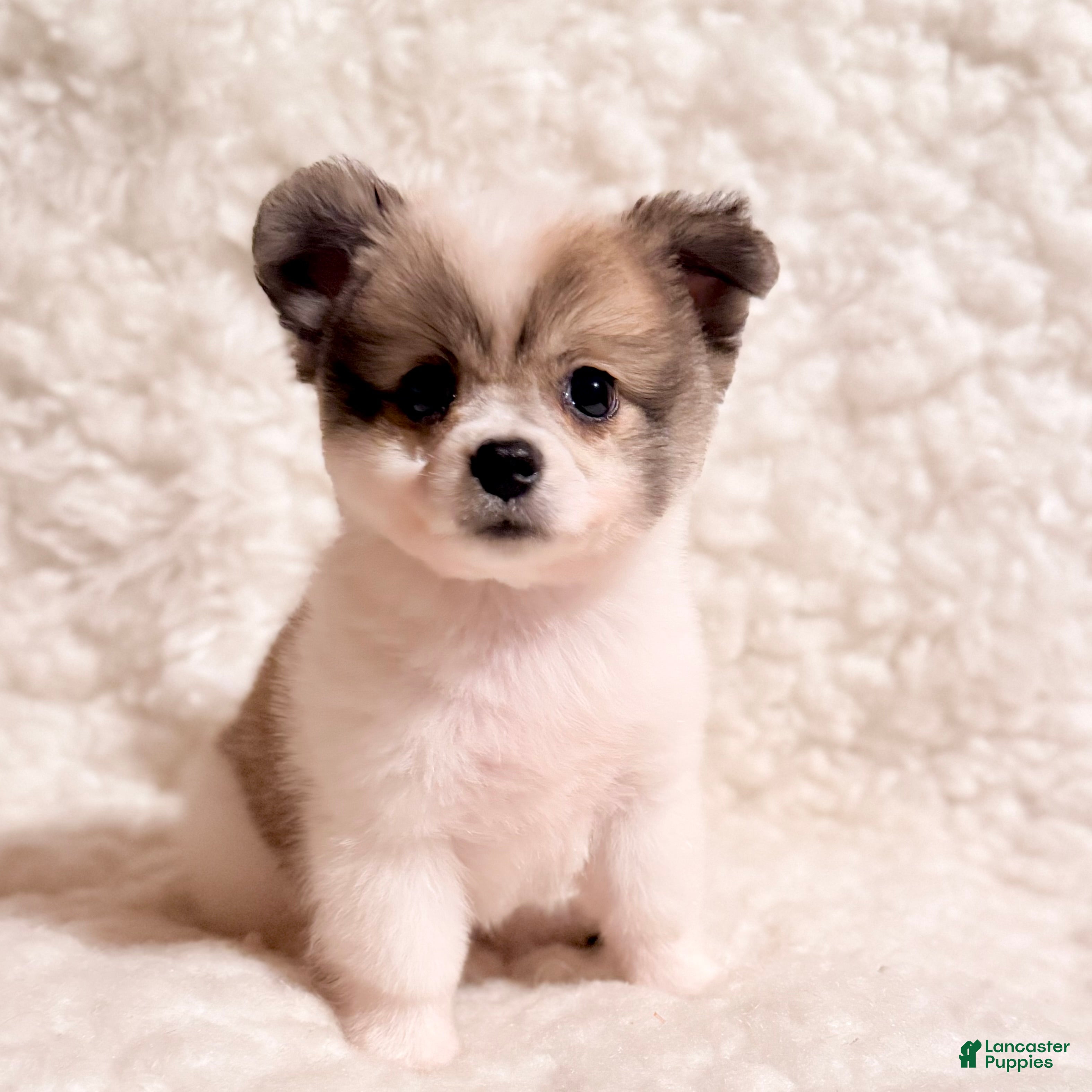Pomapoo dogs Jasper teacup Pompoo - Ad 1