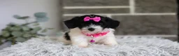Maltipoo dogs for sale: Penelope - Ad 15