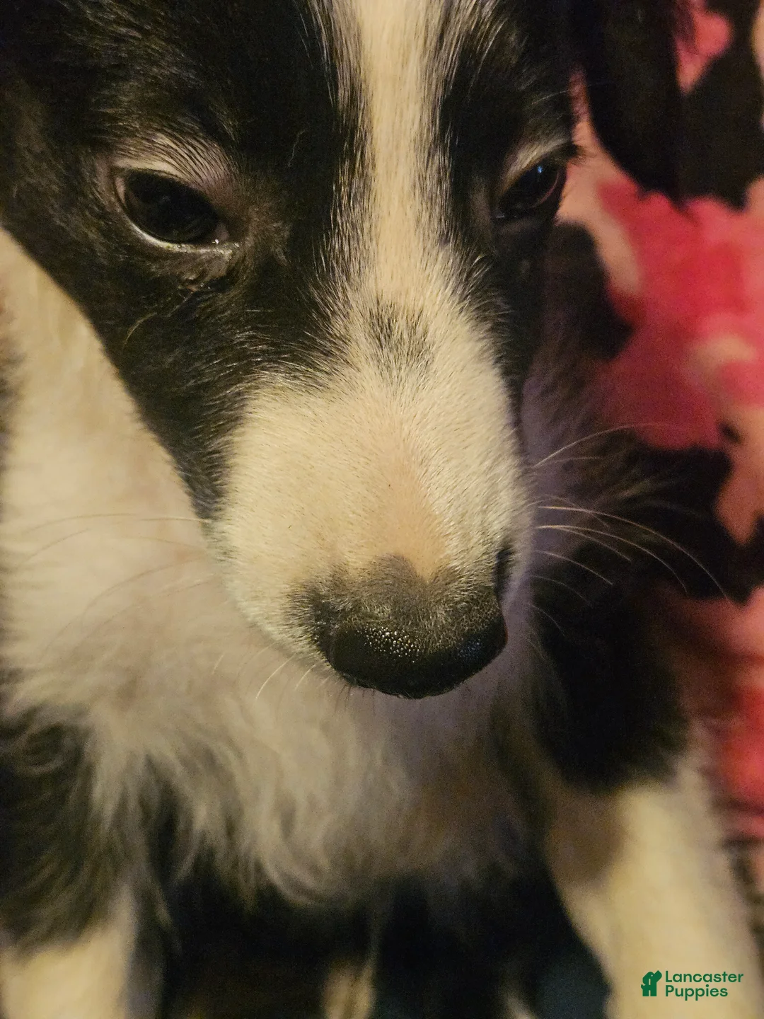 Border Collie dogs for sale: Noddy - Ad 2