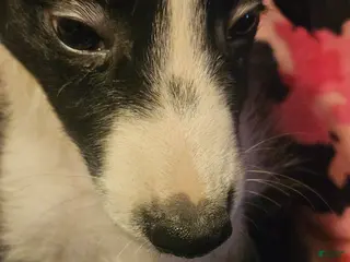 Border Collie dogs Noddy - Ad 29