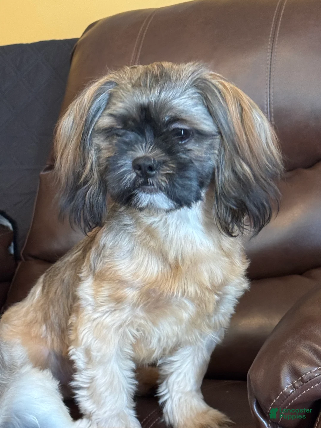 Shih Tzu dogs for sale: Stetson - Ad 1