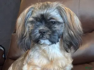 Shih Tzu dogs Stetson - Ad 14