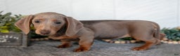 Miniature Dachshund dogs for sale: Lucy - Ad 2