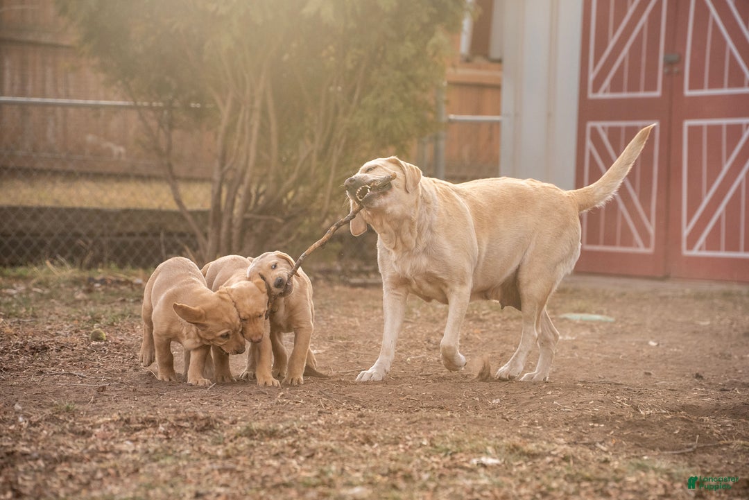 Labrador Retriever dogs for sale: Labrador Retriever Puppy 1 - Ad 11