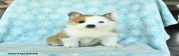 Welsh Corgi Pembroke dogs for sale: Charm  - Ad 3