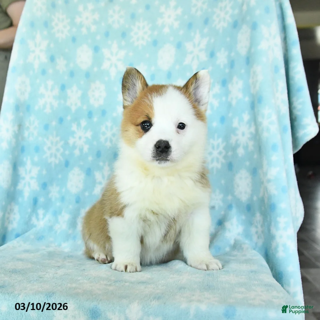 Welsh Corgi Pembroke dogs for sale: Charm  - Ad 3