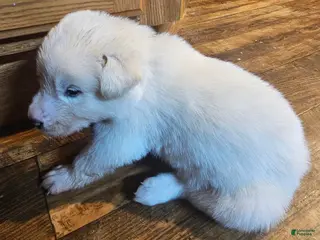 Mixed Breed dogs Mixed Breed Puppy 9 - Ad 23