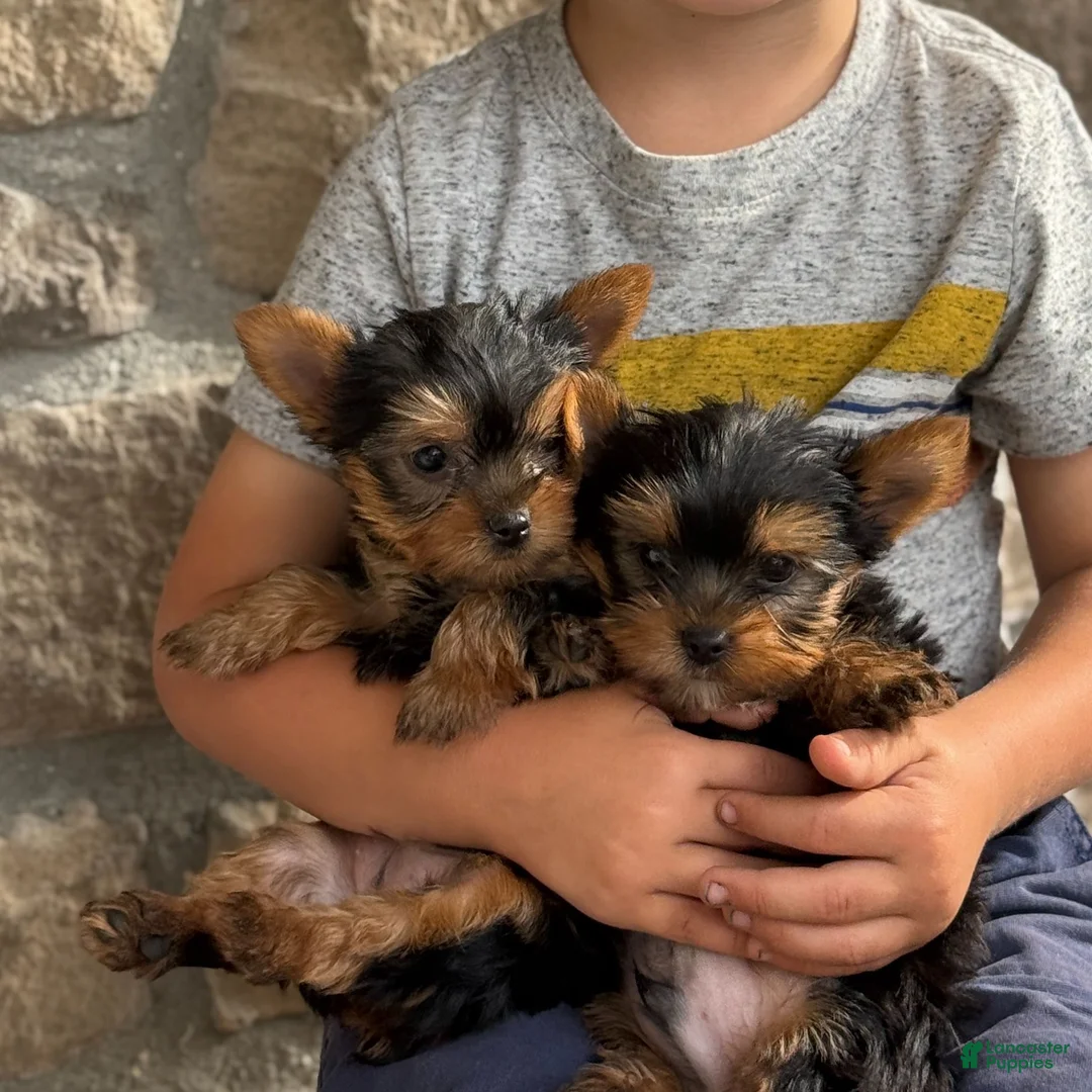 Yorkshire Terrier dogs for sale: Skylar - Ad 18