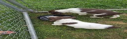 Brittany Spaniel dogs for sale: Brittany Spaniel 2 - Ad 8