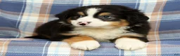 Australian Shepherd dogs for sale: Paul - Ad 3