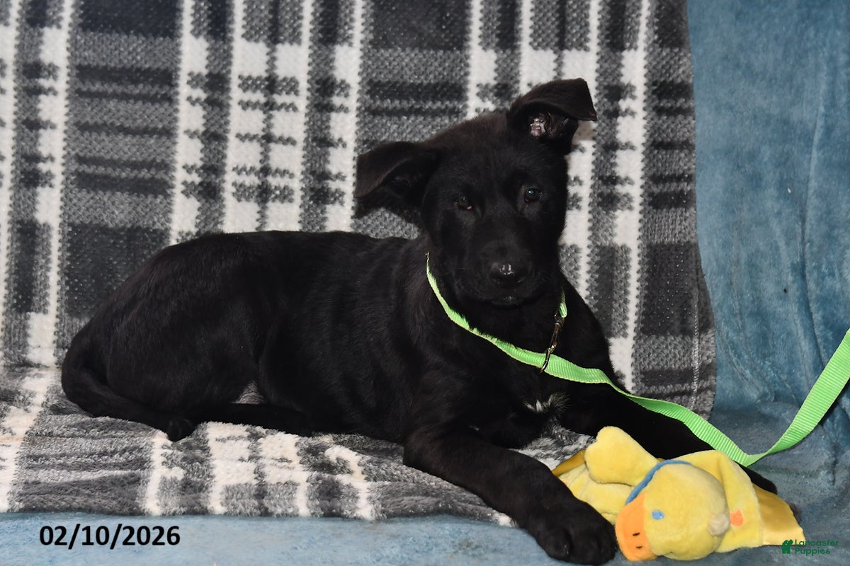 Belgian Malinois dogs Chase - Ad 11