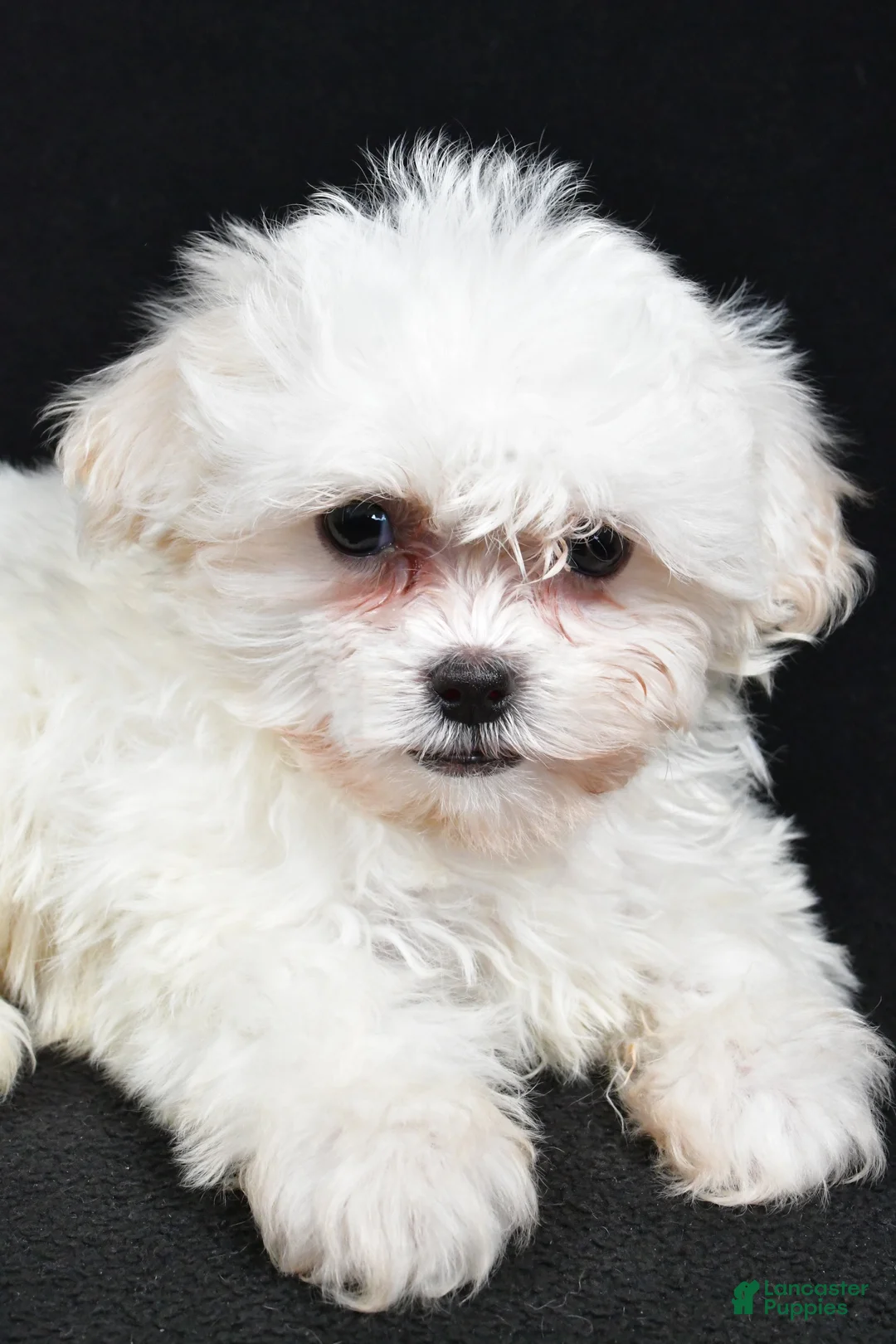 Teddy Bear dogs for sale: Clover - Ad 3