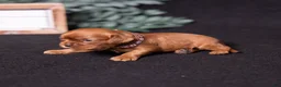 Cavalier King Charles Spaniel dogs for sale: Aristotle - Ad 4
