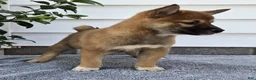 Shiba Inu dogs for sale: Toby - Ad 4