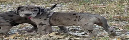 Great Dane dogs for sale: Ewa - Ad 6