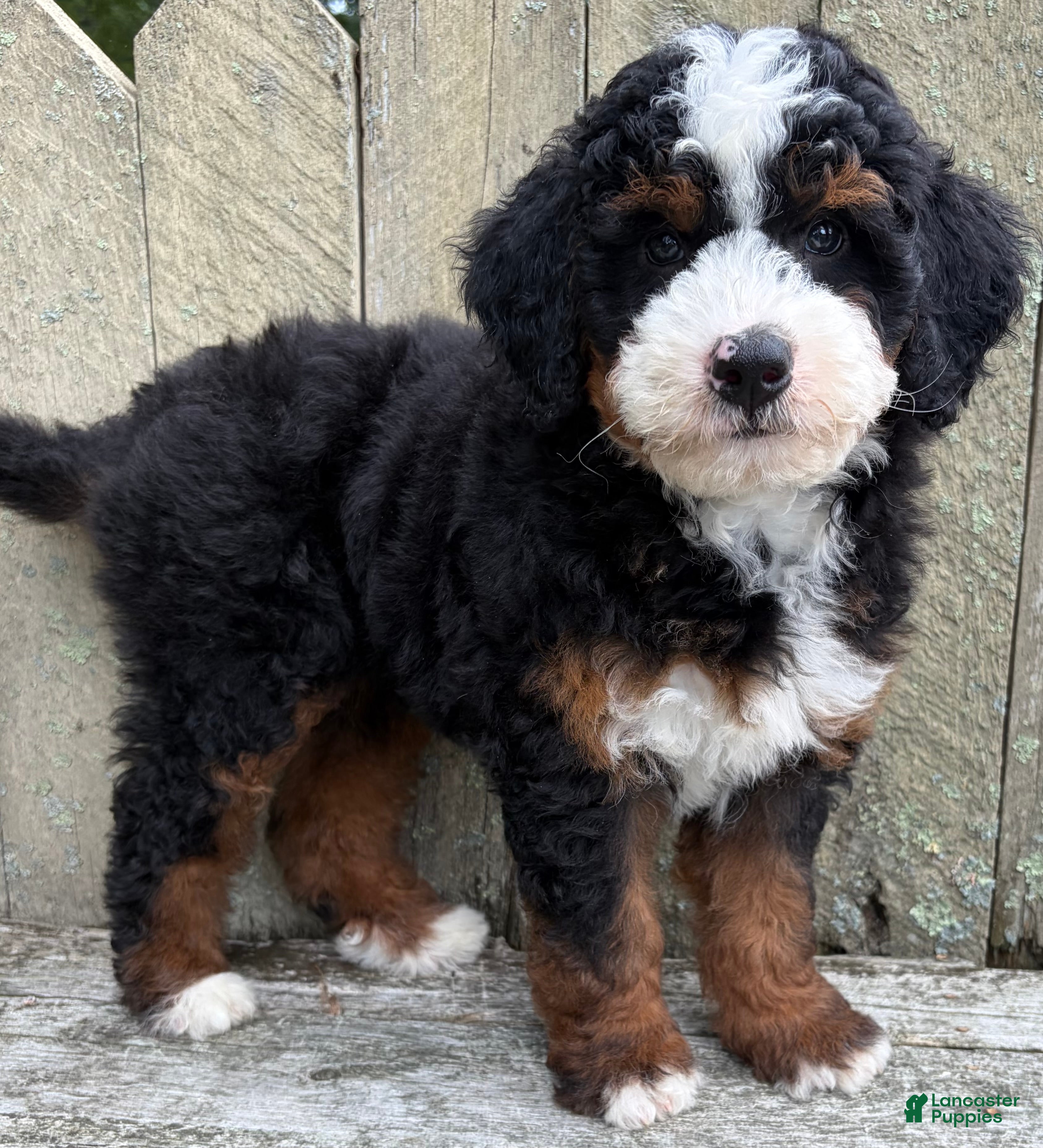Mini Bernedoodle dogs 💙IN BOSTON MASSACHUSETTS AREA💙TRADITIONAL TRI COLOR💙MINI BERNEDOODLE BOY💙 - Ad 2