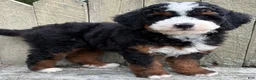 Mini Bernedoodle dogs for sale: 💙IN BOSTON MASSACHUSETTS AREA💙TRADITIONAL TRI COLOR💙MINI BERNEDOODLE BOY💙 - Ad 2
