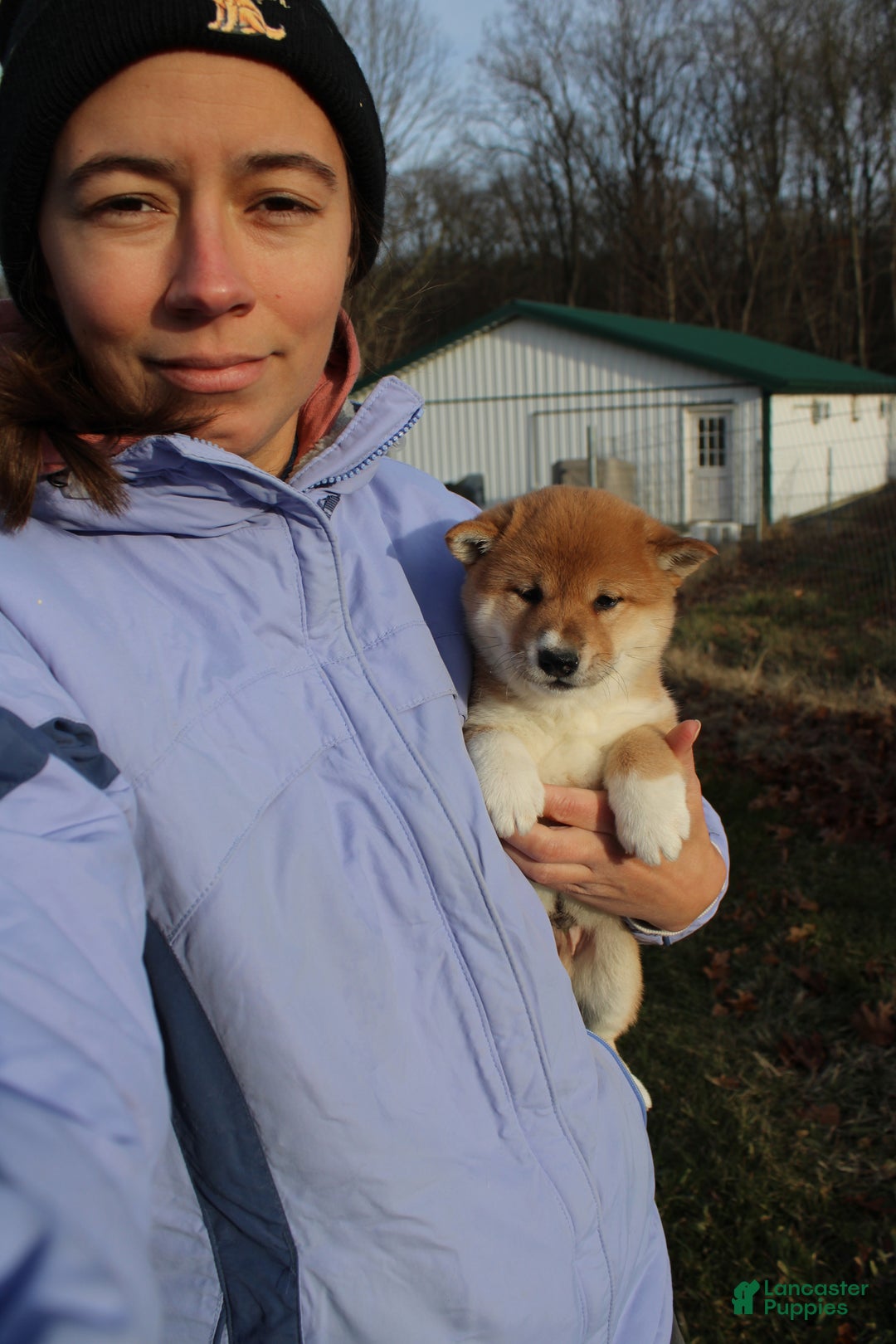 Shiba Inu dogs for sale: Light - Ad 3