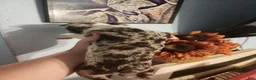 Boston Terrier dogs for sale: Boston Terrier 4 - Ad 2