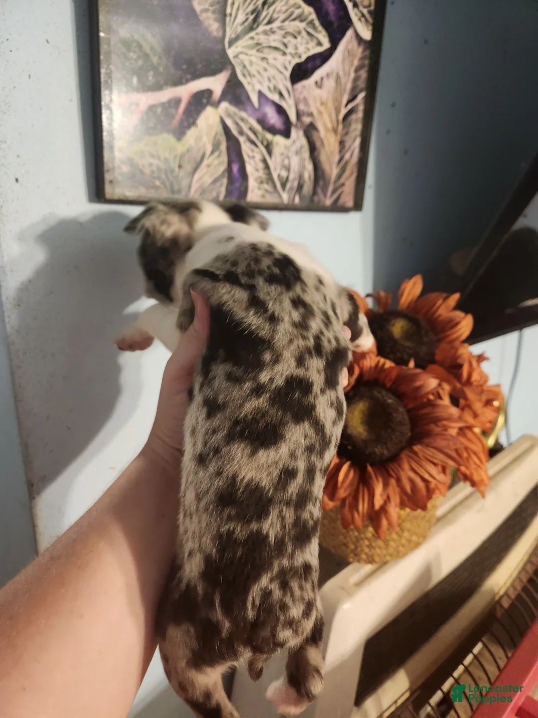 Boston Terrier dogs for sale: Boston Terrier 4 - Ad 2