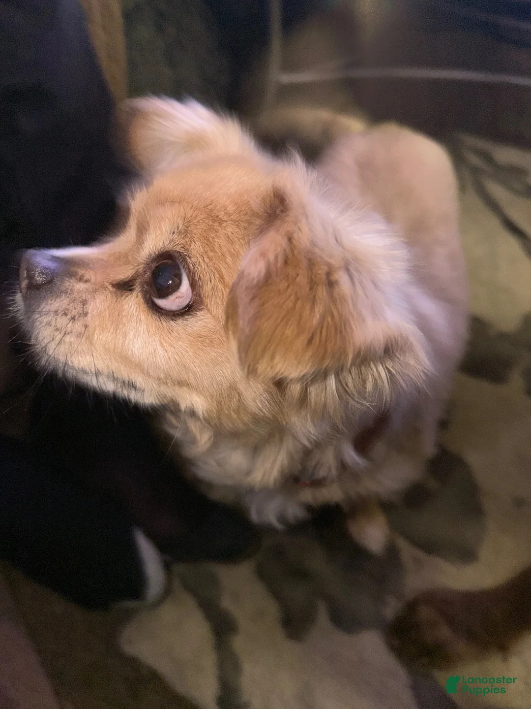Mixed Breed dogs for sale: Mixed Breed 1 - Ad 2