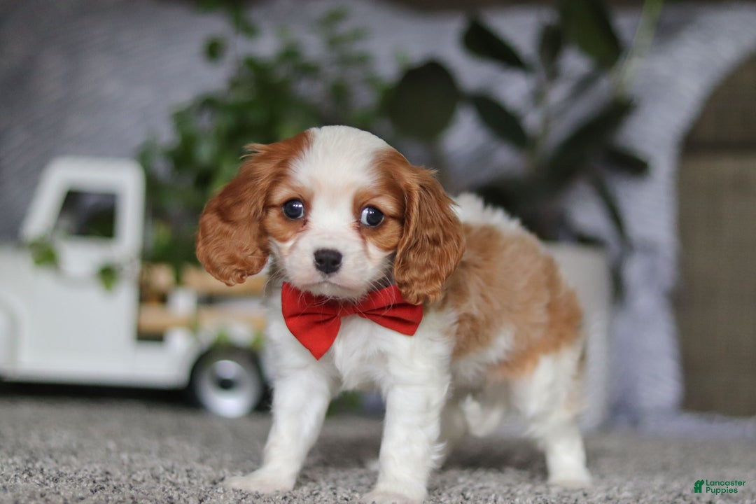 Cavalier King Charles Spaniel dogs for sale: Gypsy - Ad 1