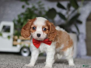 Cavalier King Charles Spaniel dogs for sale: Gypsy - Ad 1