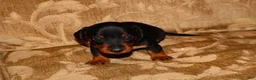 Miniature Dachshund dogs for sale: Milo - Ad 9