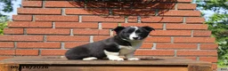 Mixed Breed dogs for sale: Corbin - Ad 1