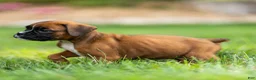 Boxer dogs for sale: Niki Boxer 4 - Ad 5
