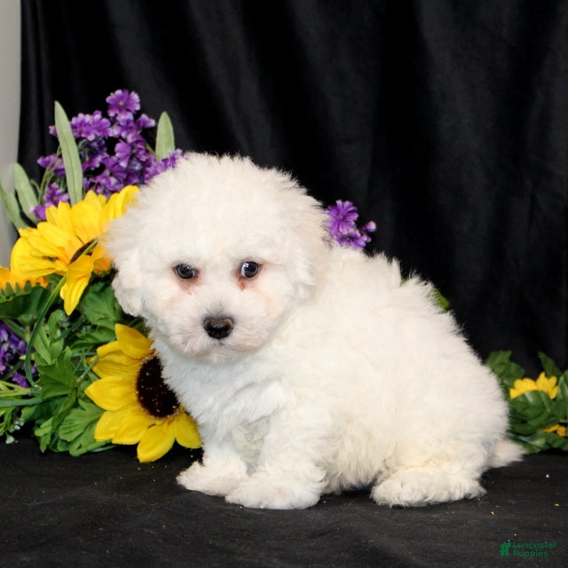 Bichon Frise dogs Everest - Ad 2