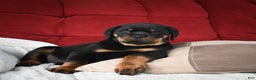 Rottweiler dogs for sale: Serena / Mocha – Santos Ad-Dirah - Ad 2