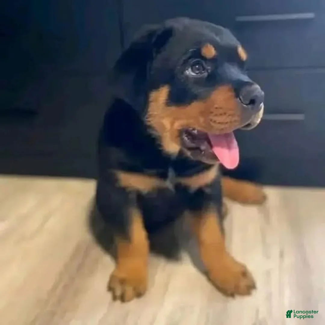 Rottweiler dogs for sale: Mimi - Ad 4