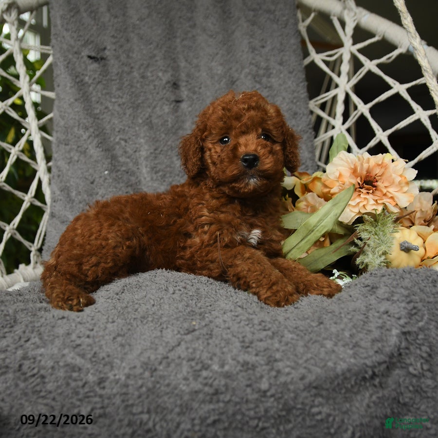 Goldendoodle dogs Harky - Ad 2