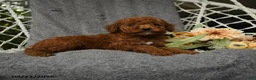 Goldendoodle dogs for sale: Harky - Ad 2