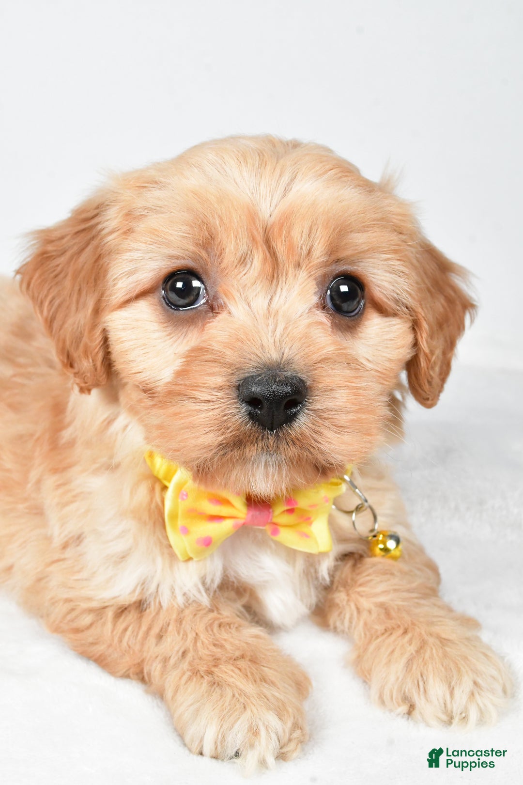 Cavachon dogs for sale: Gary - Ad 3
