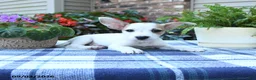 Jack Russell Terrier dogs for sale: Pansy - Ad 5
