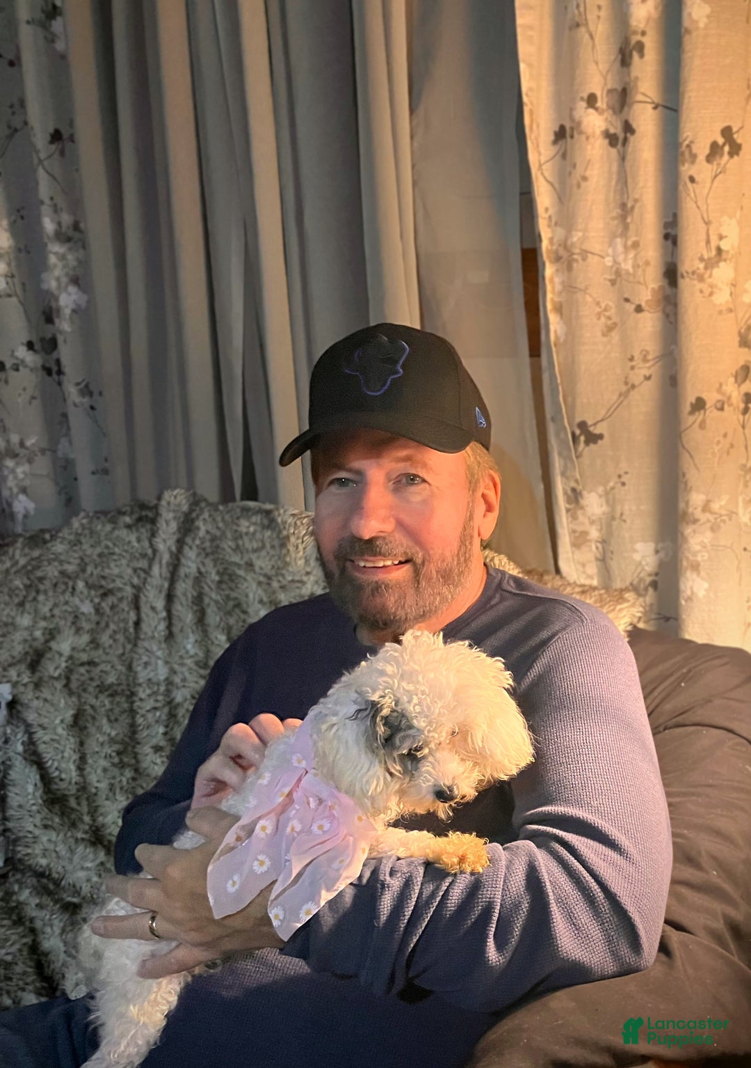 Toy Poodle dogs for sale: Toy Poodle Puppy 1 - Ad 3