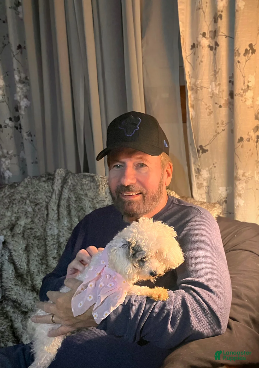 Toy Poodle dogs for sale: ♥️SWEET HAZEL MAE♥️ - Ad 6