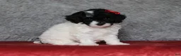 Mixed Breed dogs for sale: Paisley  - Ad 3