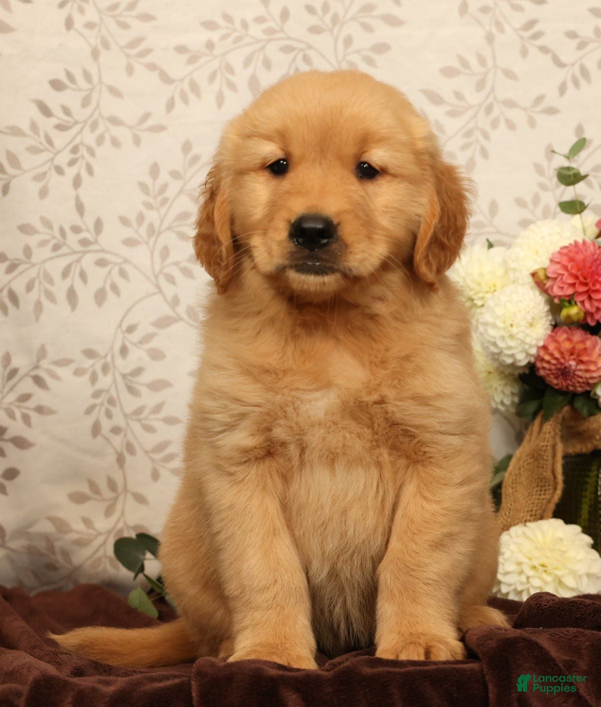 Golden Retriever dogs Hank - Ad 2