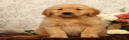 Golden Retriever dogs for sale: Hank - Ad 2