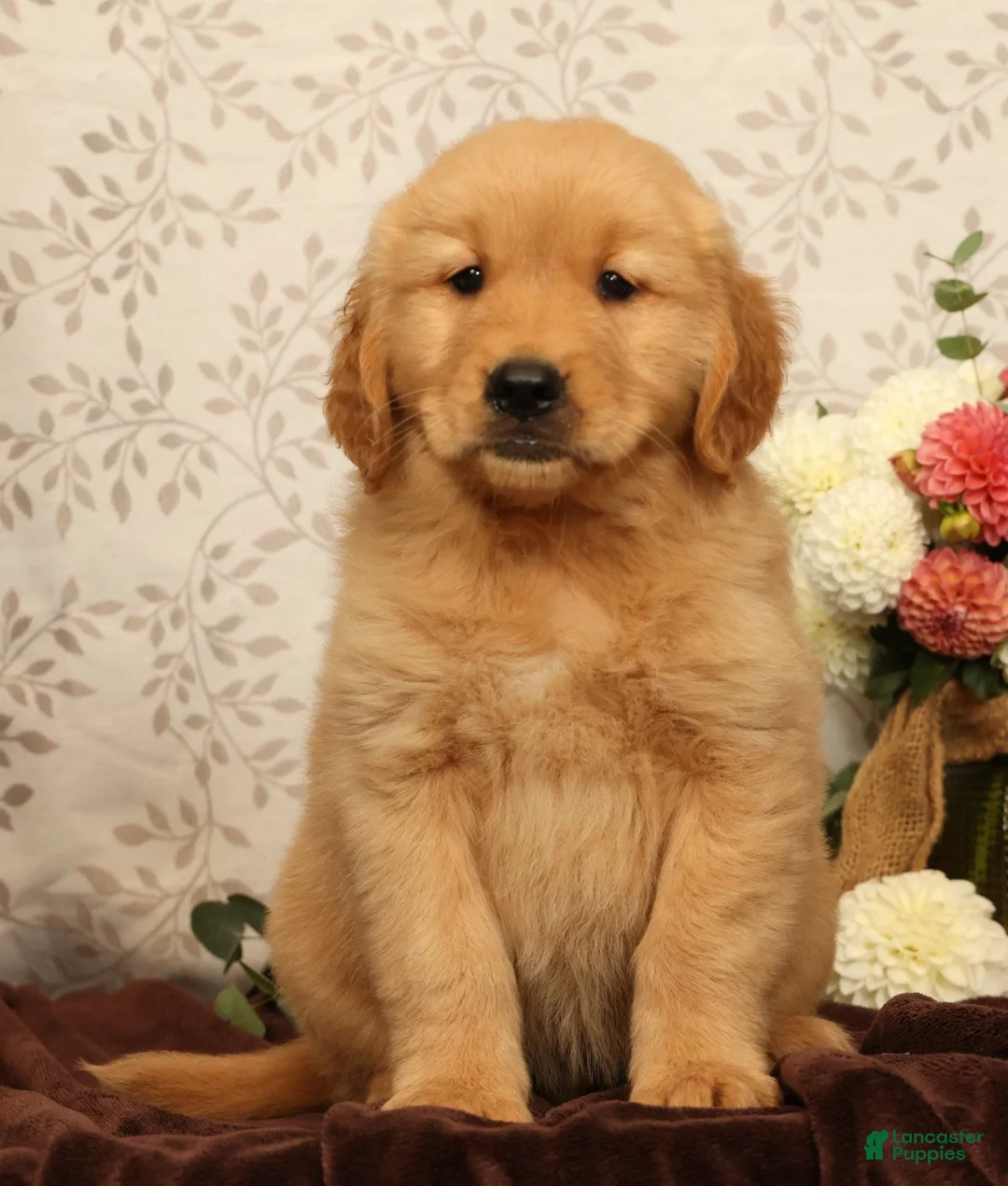 Golden Retriever dogs for sale: Hank - Ad 2