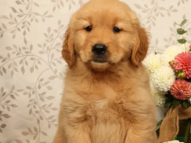 Golden Retriever dogs for sale: Hank - Ad 2