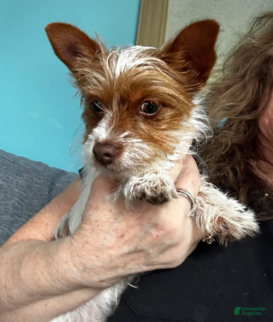 Yorkshire Terrier dogs for sale: AKC Cash - Ad 2