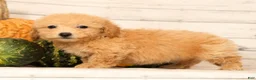 Bichpoo dogs for sale: Olive - Ad 8