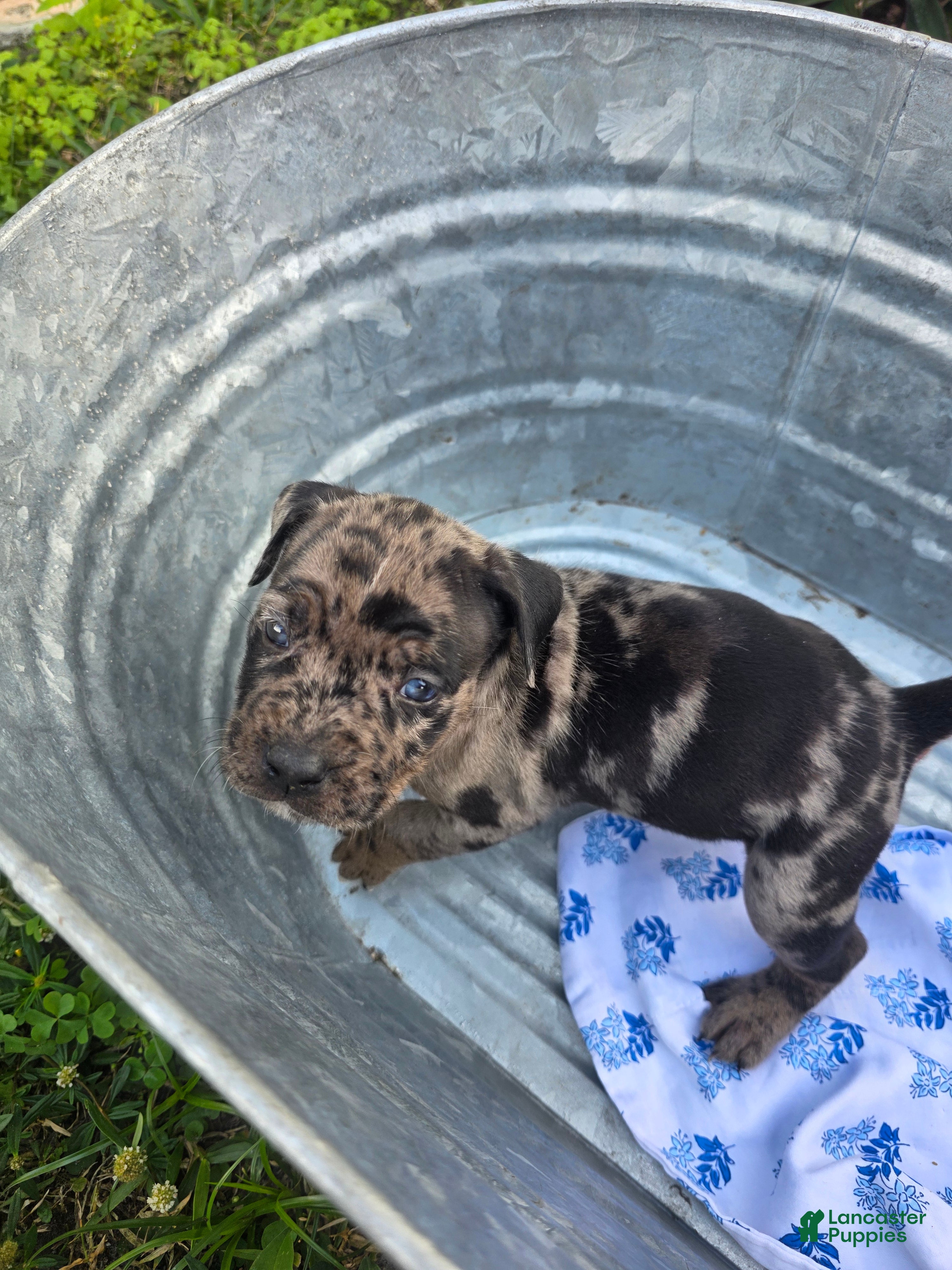 American Bully dogs American Bully Puppy 1 - Ad 3