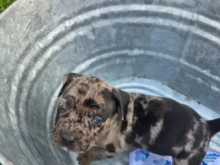 American Bully dogs American Bully Puppy 1 - Ad 3