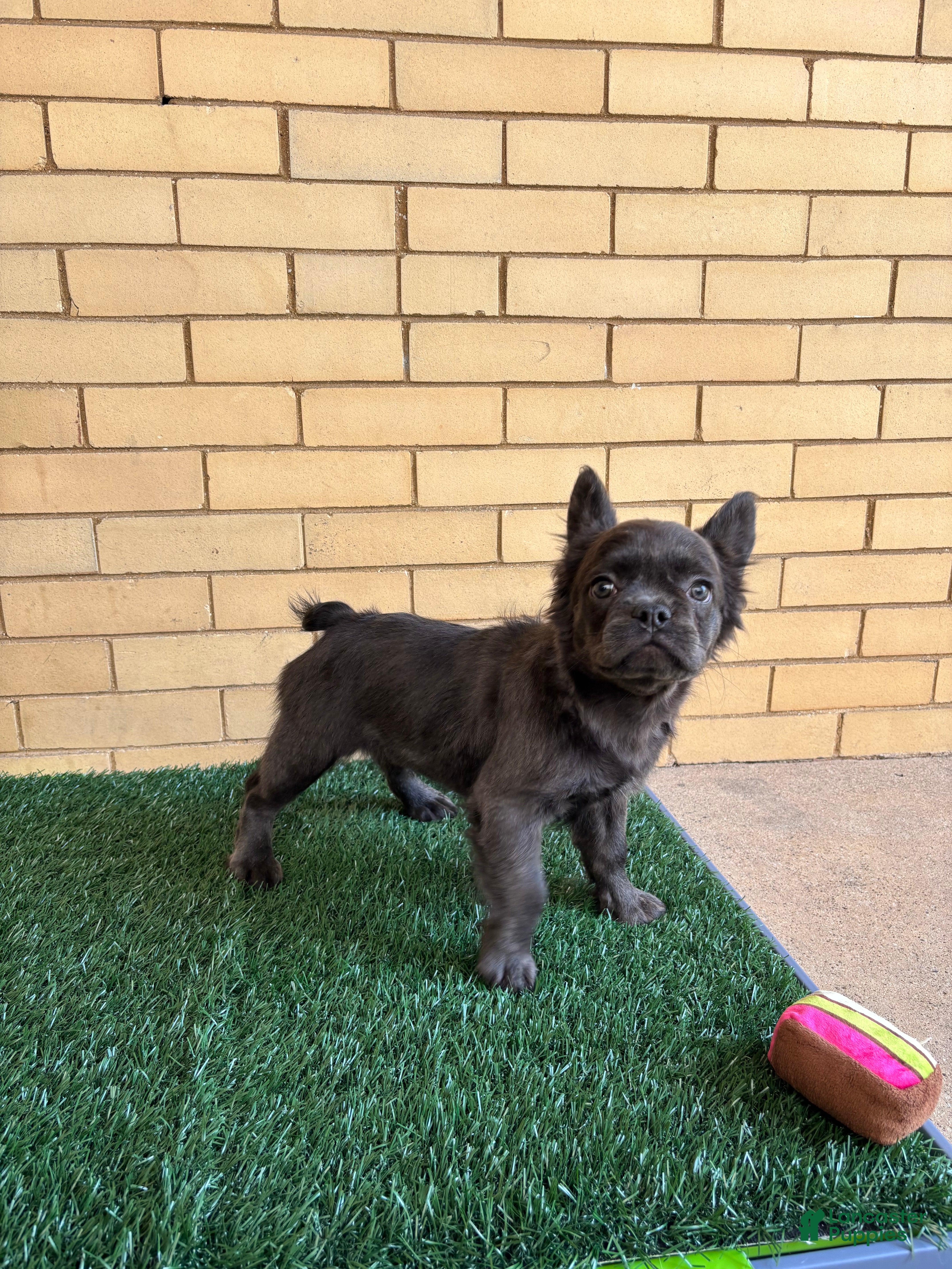 French Bulldog dogs Zoe - Ad 2